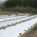 2011년 햅쌀 ( 홍미 찹쌀 .. 흑미찹쌀 ) 우렁이 농법 현미 찹쌀 추가로 판매합니다 .. 사진 추가했어요^^ 이미지