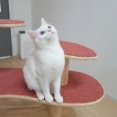 고양이호텔 묘랑묘랑 이미지