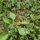 태풍반점 이미지