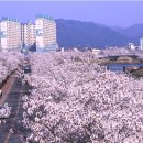 전라북도 벚꽃 여행지 추천(펌글) 이미지