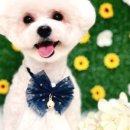 38점5도씨 이미지