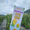 다라니농장 | [콧바람] 어울림텃밭(ft.초당옥수수 따기 체험)