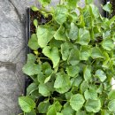 평화종묘사 이미지