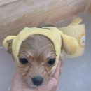 빵독 반려미용실 이미지