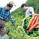 칼라병’ 경북지역 공습…“고추밭 초토화” 이미지