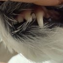 고운덴탈 | 🐶 강아지 구강 관리 영양제 추천 및 꿀팁!! 피유피유 스마일모아 덴탈파우더