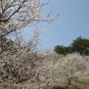 매화다리길 이미지