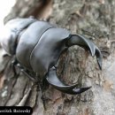 곤충도감 - 애완용 곤충 - 사슴벌레科 - 중국왕사슴벌레 이미지
