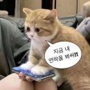 케꾸 이미지