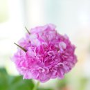 더숲엔젤 이미지