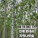 인제여행 추천 | 인제 원대리 자작나무숲 여름 후기(주차, 버스정보, 입장시간)