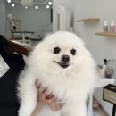 몽드레 이미지