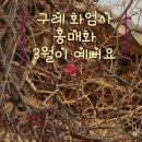 성보교통(주) | 홍매화 보고 극락 햄버거 구례 화엄사 200% 즐기기