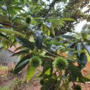 금빛농장 이미지