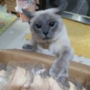 야미야미 이미지