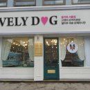 블리독 서울점 고양이 강아지분양 말티푸 비숑 포메라니안 이미지