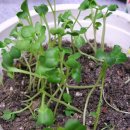 웰빙주먹밥 이미지