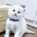 도로시캐터리 이미지