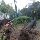 태풍약국 이미지