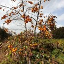 풍년농약 종묘사 이미지