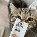 고양이 미용& 호텔 우연히, 캣 이미지