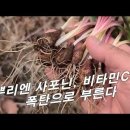 [무릇, 면조아] 푹 고아서 구황식품으로 먹던 보약 / 사포닌 ,비타민 C, A 폭탄으로 부른다 이미지