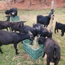 영광흑염소농장 이미지