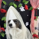 퍼피파파 | 강서 애견미용실, 애견 유치원 추천 '퍼피파파' 후기 !