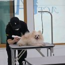 안산에이스애견미용학원