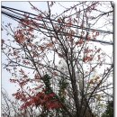 개화산(2019.11.25)산행하기 참 좋은 계절이지만 휴무만 되면 왠일인지..