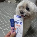 반려라이프 | 14살 강아지도 잘 먹은 바이트라이프 라이퓨 후기 강아지 유산균 추천 반려동물 유산균추천