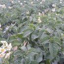 감자꽃필무렵 이미지