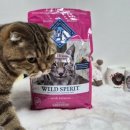 버팔로 | 기호성 좋은 고양이사료 추천 블루버팔로 캣 인도어 연어 어덜트 후기