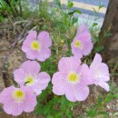 베토벤 피아노 협주곡 황제 이미지