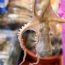 착한낙지 이미지