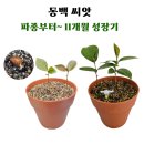 유리드믹스 6-11개월 A | 동백 씨앗 심기~새싹까지 11개월 성장기(동백 파종묘 첫 꽃까지 기간은?)