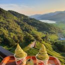 초록잎이 펼치는 세상 이미지