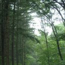 피톤치드 이미지