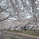 삼호동주민센터 | 울산 무거천 벚꽃 지금 가장 예쁠 때 궁거랑 벚꽃 축제 주차·카페 후기
