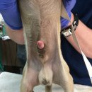 날으는 동물병원 이미지