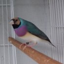 블르