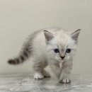 대전 고양이분양 퍼스트캣 대전점 이미지