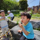 4. 23 텃밭 - 토종씨앗 발아시키기, 채소 모종 살피기 / 돌멩이 그림 그리기 이미지