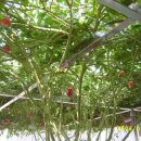 화수분농장 이미지