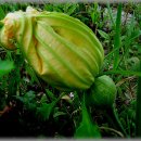 풍요의 바람 이미지