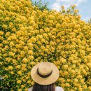 Friends (season1, episode1, scene4-Rachel is making coffee for them | Yellow &amp; Dreamy: Where to See Banksiae Roses in Southern Korea (Late April – Mid May)