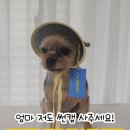 도그아이 | 반려견 여름 필수템 강아지 썬캡 도그아이 내돈내산 후기