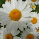 SM메디텍 이미지