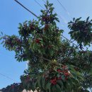 남일보리밥 이미지