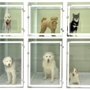 공감애견학교 유치원,호텔 이미지